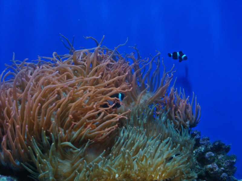 An Anemone with two Anemonefish (Clownfish)