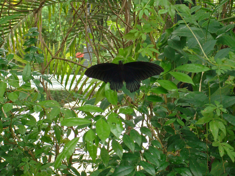Black Butterfly