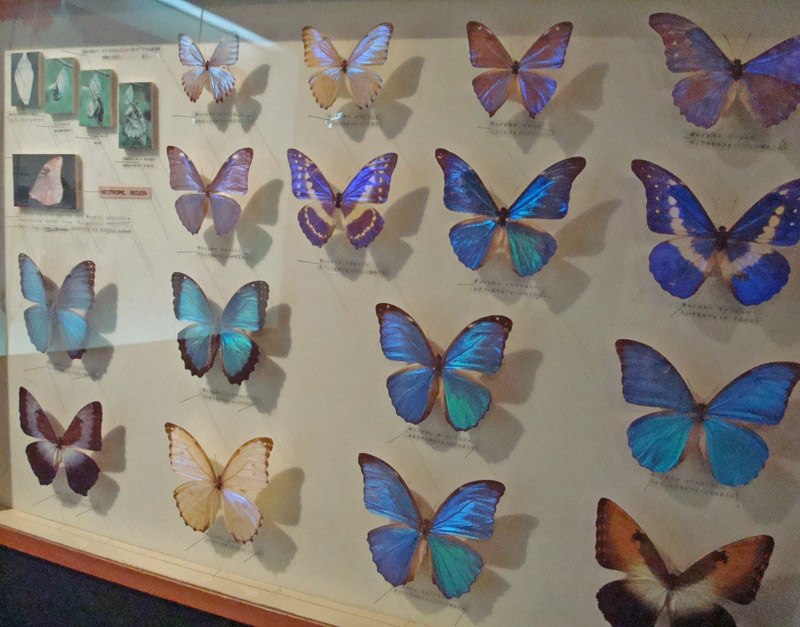 Iridescent Butterflies