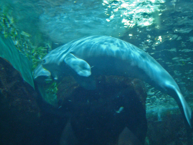 Gracie, the Dugong
