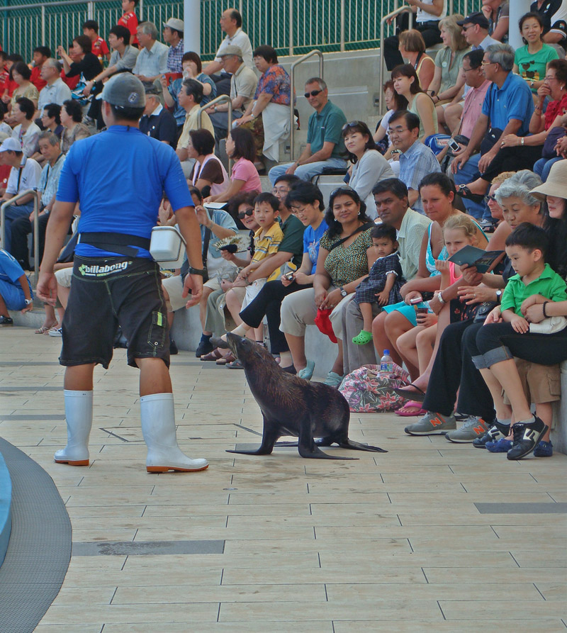 Fur Seal