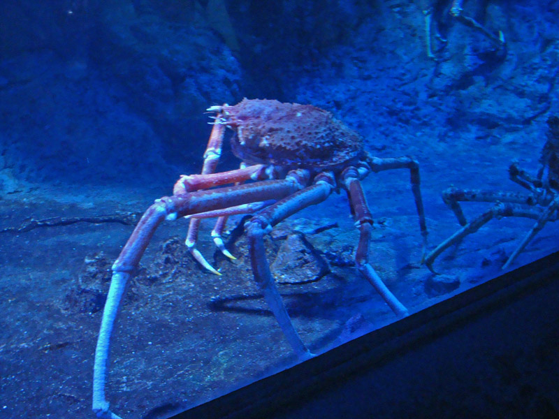 Japanese Giant Spider Crab