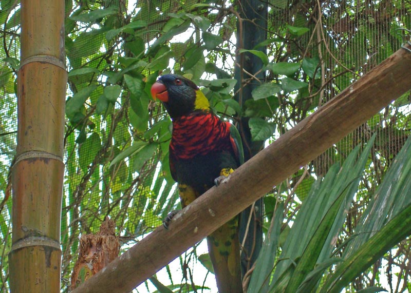 Lorikeet