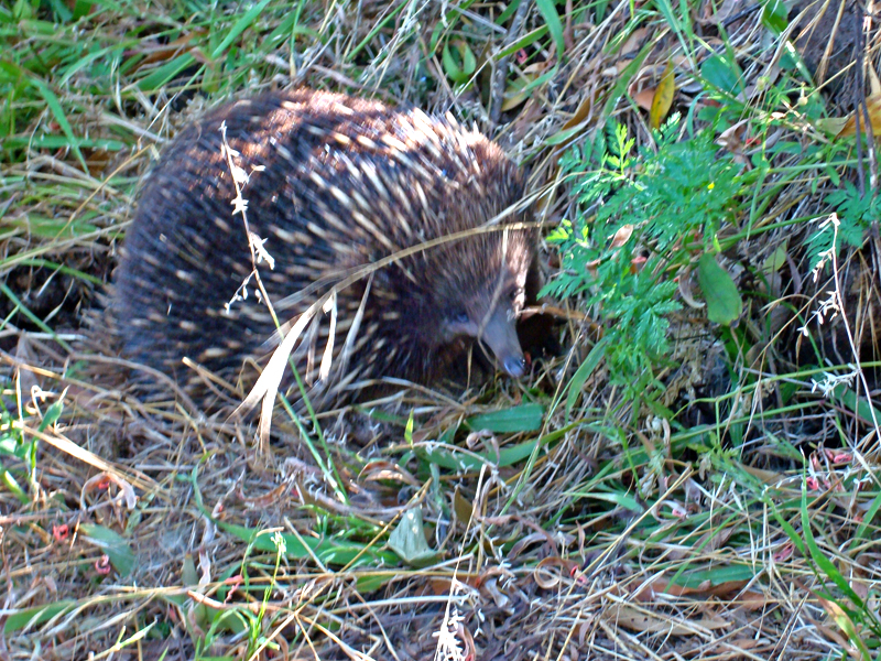 Echidna