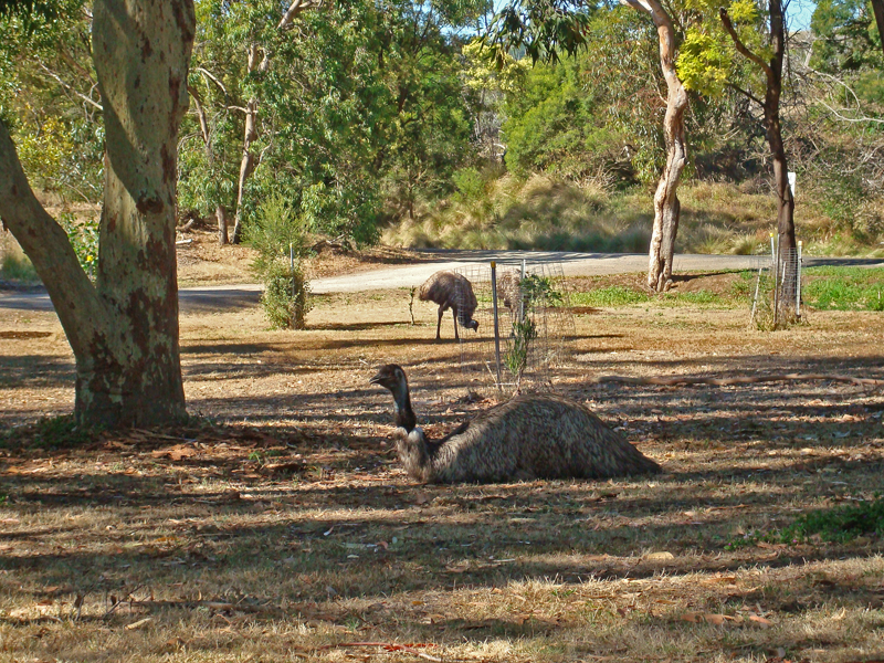 Emus