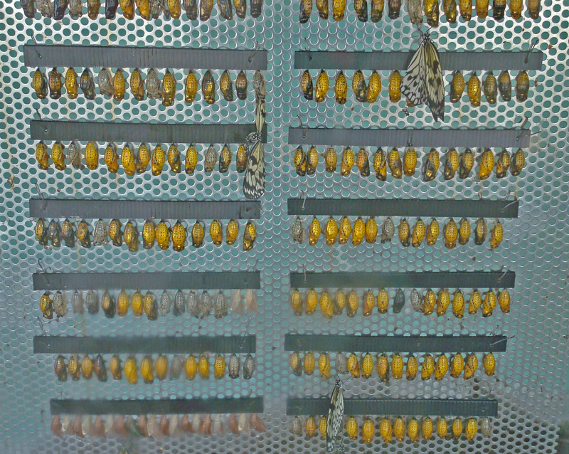 Rack of Butterfly Cocoons