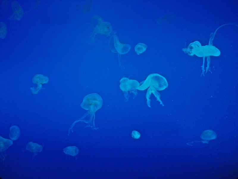 Jellyfish