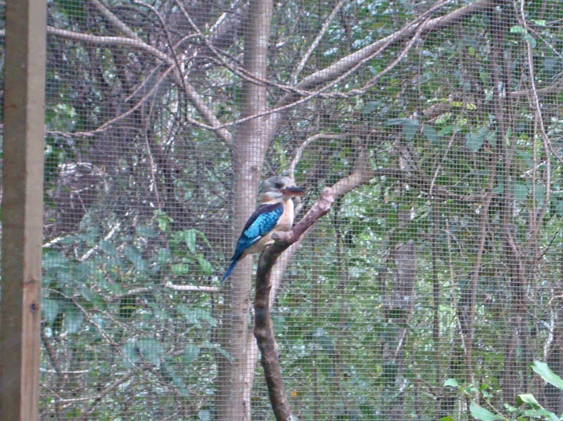 Blue-Winged Kookaburra