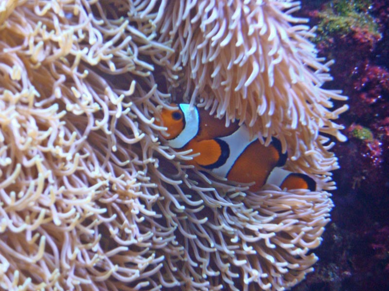 Clownfish (aka Anemonefish)