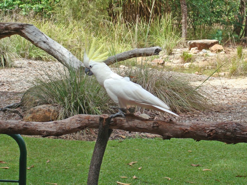 Sulpher-crested cockatoo