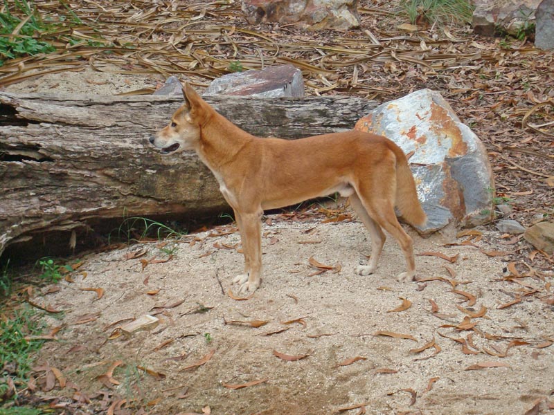 Dingo