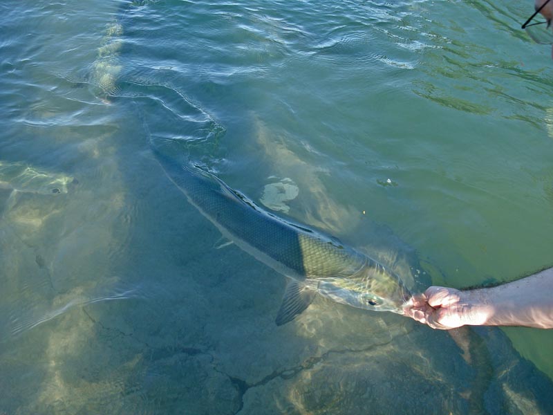 Feeding a milkfish