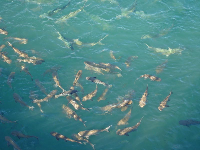 Fish swarming around the shore