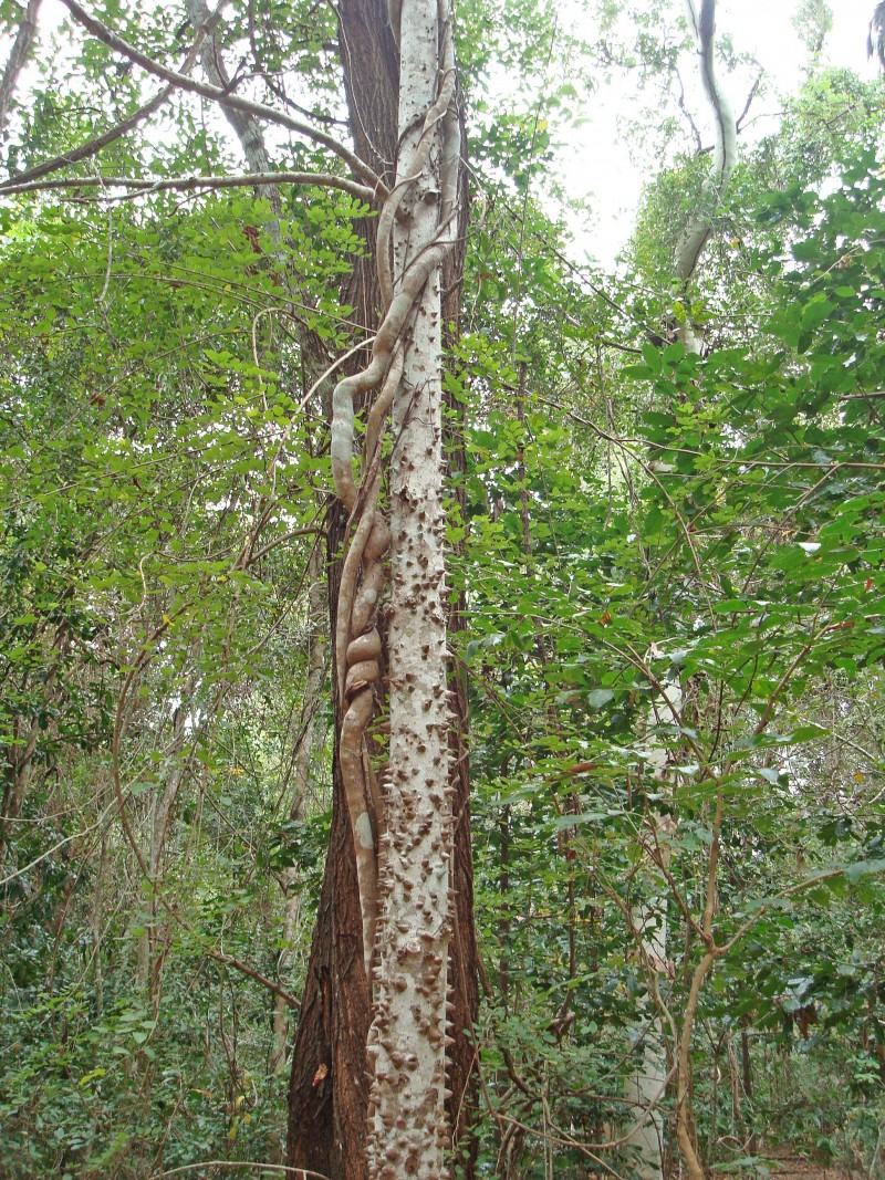 Kapok Tree