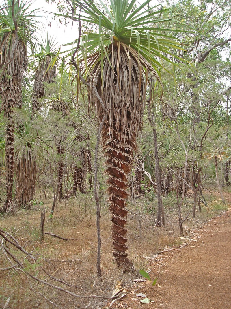 Screw Palm Trees